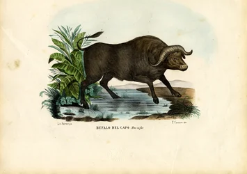 Moschusochse, 1863-79